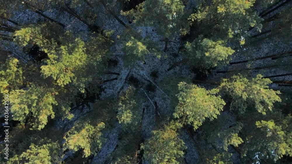 pine forest at sunny winter day top down view, takeoff from treetops, aerial rocket movement, snow on the earth under tree tops pine forest at sunny winter day top down view, takeoff from treetops, aerial rocket movement, snow on the earth under tree tops