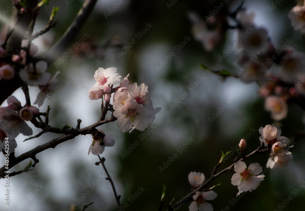 Spring tree flowering branches as the sun's rays shine on the flowers Spring tree flowering branches as the sun's rays shine on the flowers