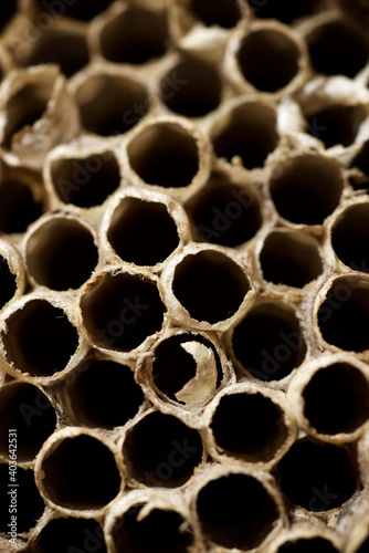 Wasp nest view