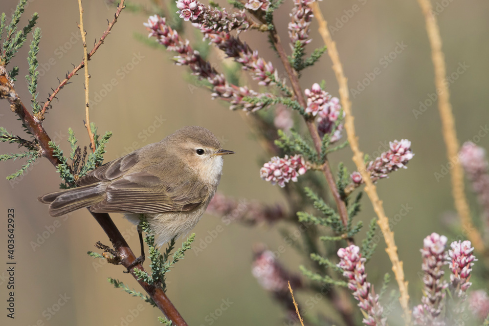 Naklejka premium Mountain Chiffchaff, Phylloscopus sindianus ssp. sindianus