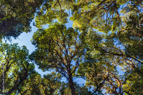 Hill Evergreen Forest in northern Thailand.