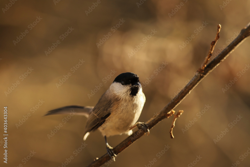 Marsh tit sitting sideways on a branch, against a blurry brown background .... Marsh tit sitting sideways on a branch, against a blurry brown background ....
