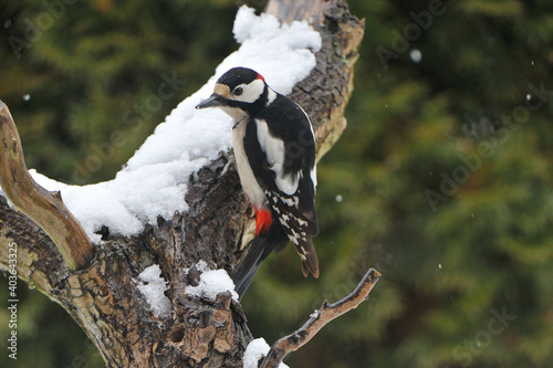 Buntspecht bei der Futtersuche	 photo