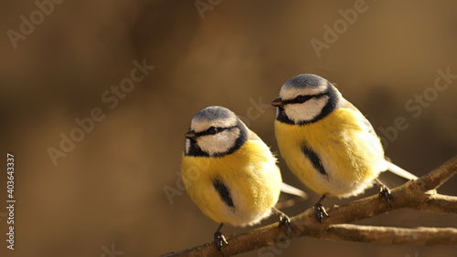 Canvas Print Pair of Small blue tits sitting on a branch... Cold ..