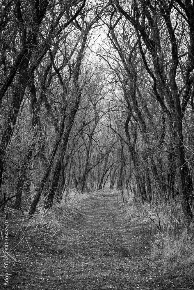 Obraz premium pathway in spring forest