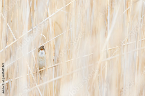 Moustached Warbler, Acrocephalus melanopogon photo