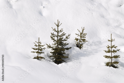 small fir trees sprout from the snow