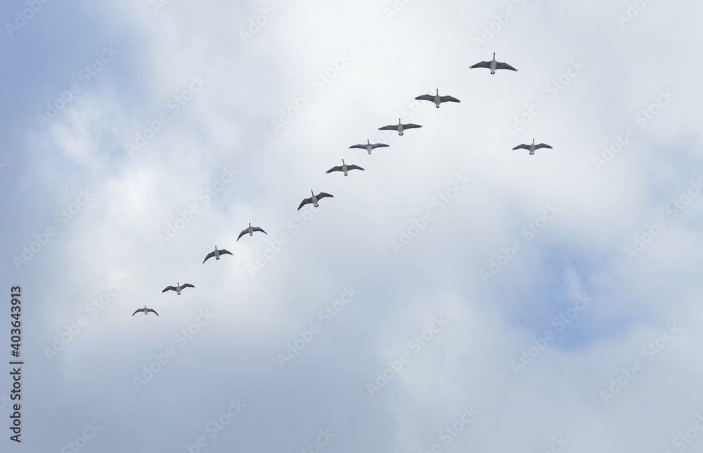Group of canada geese on the wing.
Group of canada geese on the wing.