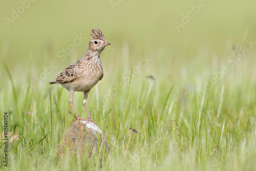 Oriental Skylark, Alauda gulgula ssp. inconspicua photo