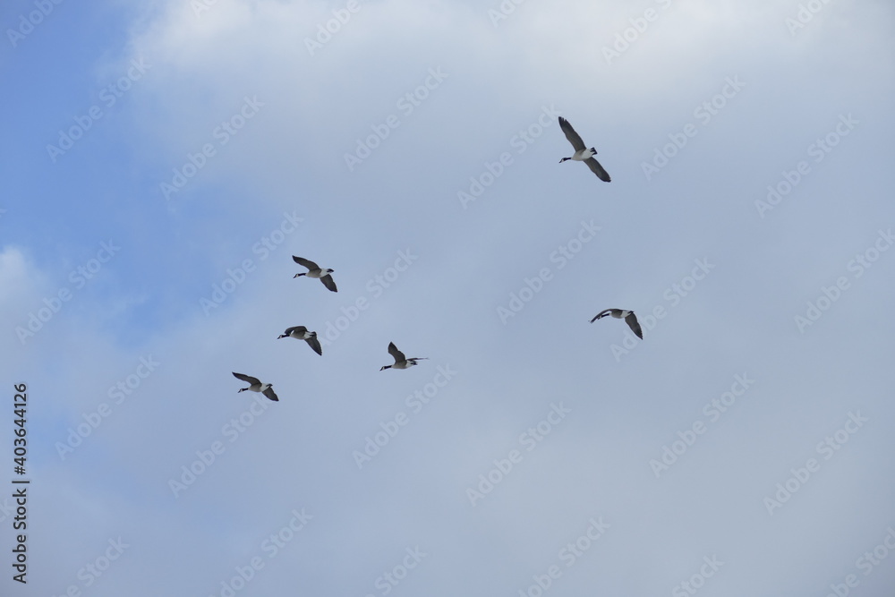 Group of canada geese on the wing

