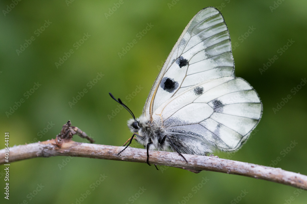 Clouded Apollo, Parnassius mnemosyne Clouded Apollo, Parnassius mnemosyne