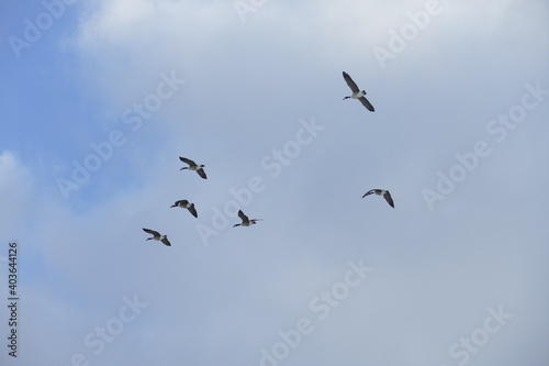 Group of canada geese on the wing 