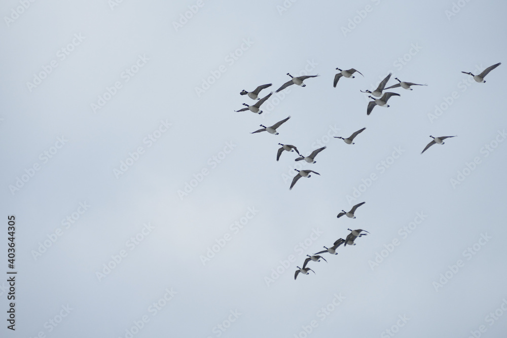 Group of canada geese on the wing. Group of canada geese on the wing.