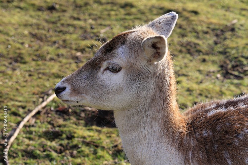 Ein Kitz vor der Kamera. Schmalkalden, Thüringen, Deutschland --
A fawn in front of the camera. Schmalkalden, Thuringia, Germany
A fawn in front of the camera. Schmalkalden, Thuringia, Germany Ein Kitz vor der Kamera. Schmalkalden, Thüringen, Deutschland --
A fawn in front of the camera. Schmalkalden, Thuringia, Germany
A fawn in front of the camera. Schmalkalden, Thuringia, Germany