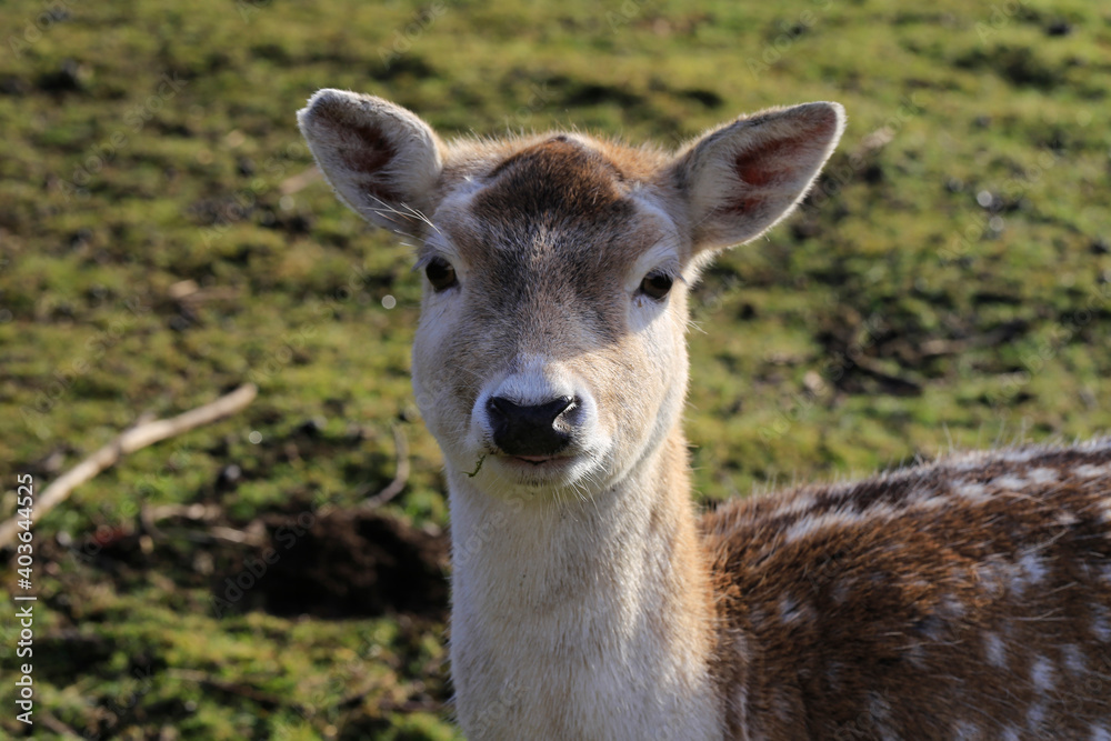 Ein Kitz vor der Kamera. Schmalkalden, Thüringen, Deutschland --
A fawn in front of the camera. Schmalkalden, Thuringia, Germany
A fawn in front of the camera. Schmalkalden, Thuringia, Germany Ein Kitz vor der Kamera. Schmalkalden, Thüringen, Deutschland --
A fawn in front of the camera. Schmalkalden, Thuringia, Germany
A fawn in front of the camera. Schmalkalden, Thuringia, Germany