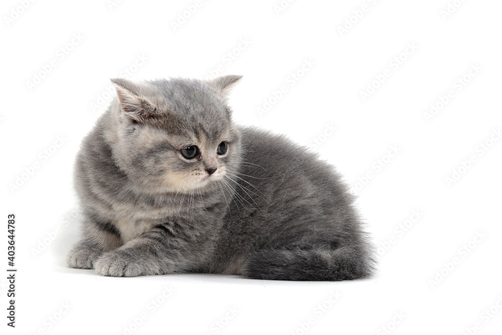 Obraz premium Fluffy gray kitten on a white background