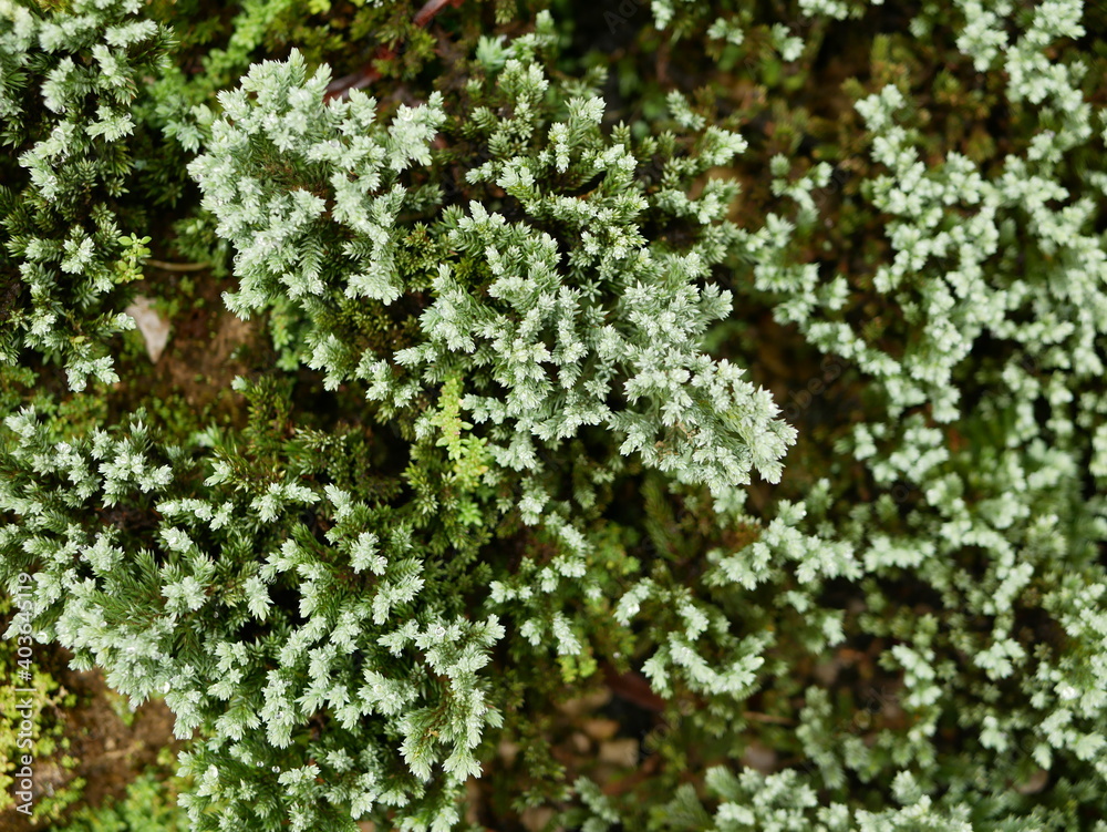 Selective focus of green fresh clump of mosses, small non-vascular flowerless plants, planted for decoration / beauty on the ground - top view Selective focus of green fresh clump of mosses, small non-vascular flowerless plants, planted for decoration / beauty on the ground - top view