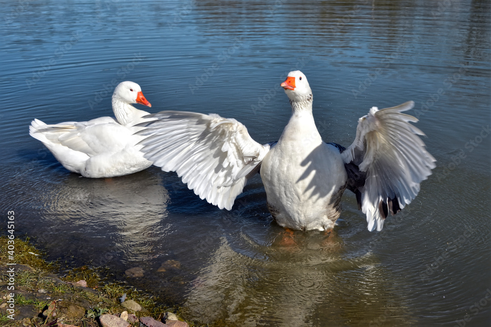 White geese (Anser anser domesticus) wings opened in the water White geese (Anser anser domesticus) wings opened in the water