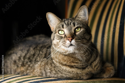 cat