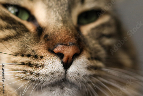 portrait of a cat