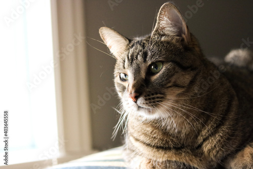 portrait of a cat
