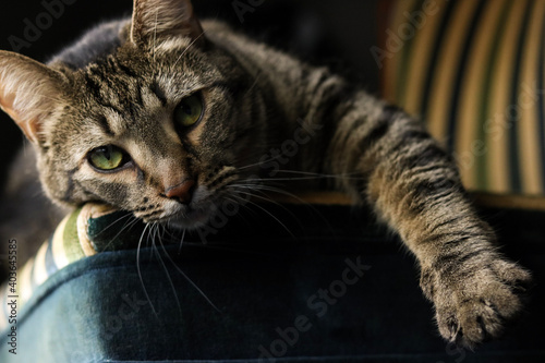 portrait of a cat
