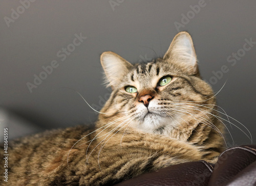 portrait of a cat