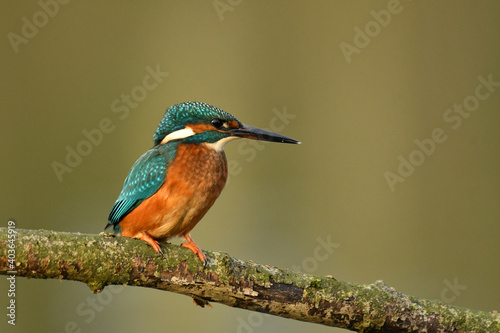 Kingfisher bird perched on the branch © Maciej