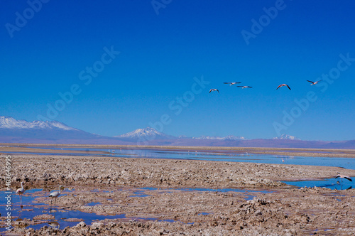 Famingoes flying by Laguna Chaxa  Antofagasta  Chile