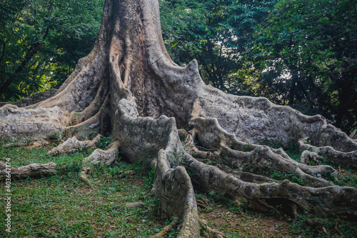 Buttress Roots in Bogor Botanical Garden