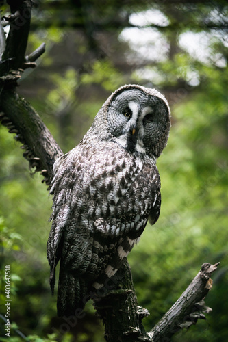 An owl sits on a branch and looks at the camera at the zoo. Keeping wild animals in captivity. Beautiful bokeh, soft selective focus.