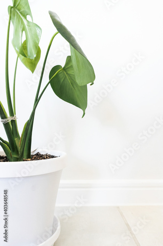Beautiful Indoor Plant