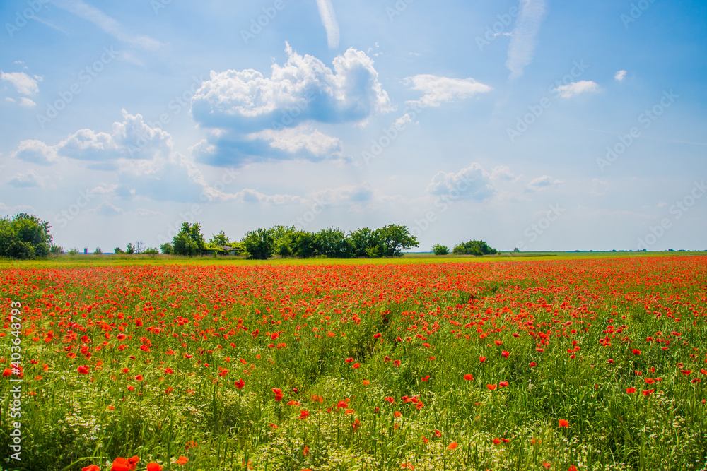 agriculture, background, beautiful, beauty, bloom, blue, color, countryside, field, flower, garden, grass, green, land, landscape, meadow, nature, outdoors, plant, poppies, poppy, red, rural, season, 