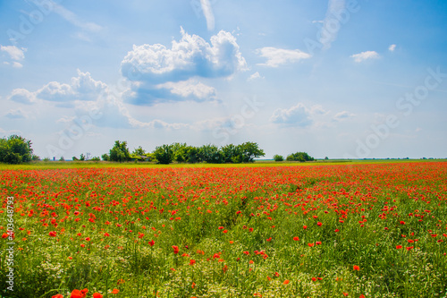 agriculture  background  beautiful  beauty  bloom  blue  color  countryside  field  flower  garden  grass  green  land  landscape  meadow  nature  outdoors  plant  poppies  poppy  red  rural  season  
