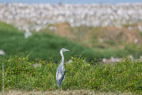 Garza rayada
