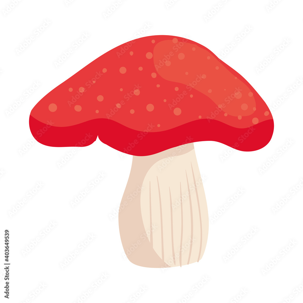 fungi mushroom design, nature fungus food forest plant and autumn theme Vector illustration fungi mushroom design, nature fungus food forest plant and autumn theme Vector illustration