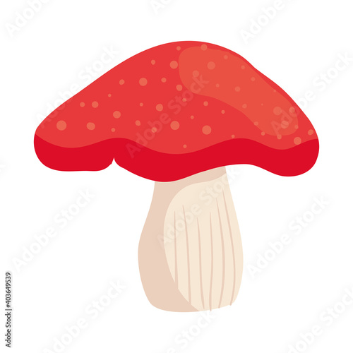 fungi mushroom design, nature fungus food forest plant and autumn theme Vector illustration