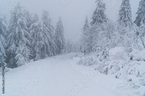 Beautiful winter landscape during snow storm. Snowstorm in the mountains at winter time with snowy spruces and fog in europe. Winter wonderland with fir trees. greetings concept with snowfall © Martin
