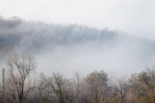 Top view of fog against dark tree background © liubomirt