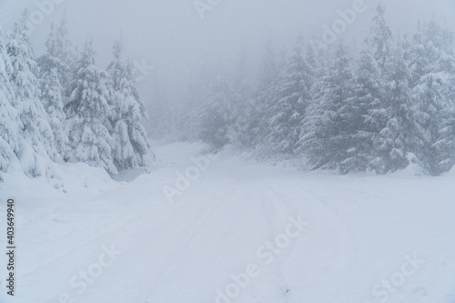 Beautiful winter landscape during snow storm. Snowstorm in the mountains at winter time with snowy spruces and fog in europe. Winter wonderland with fir trees. greetings concept with snowfall
