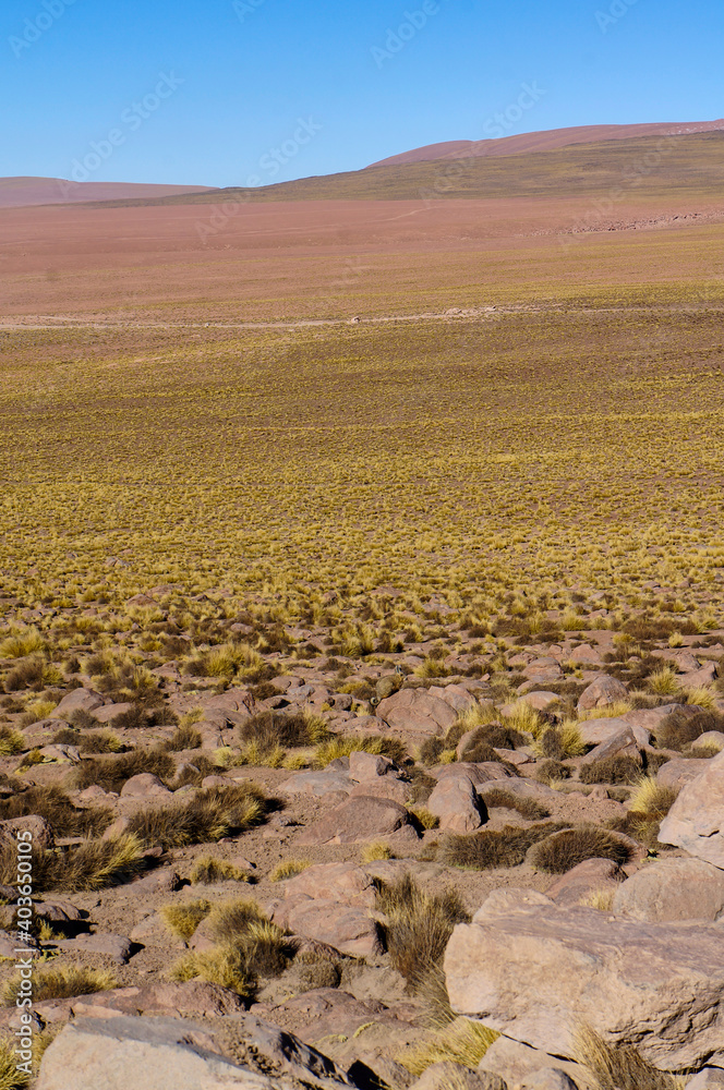 A viscacha camouflaged near Vado Rio Putana in the Atacama Desert, Antofagasta, Chile