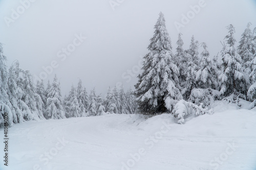 Beautiful winter landscape during snow storm. Snowstorm in the mountains at winter time with snowy spruces and fog in europe. Winter wonderland with fir trees. greetings concept with snowfall