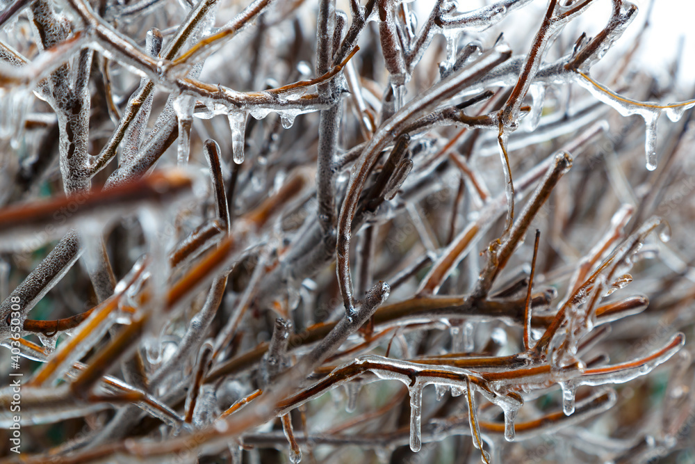 Ice covered the plants. Branches of trees in ice. Ice covered the plants. Branches of trees in ice.
