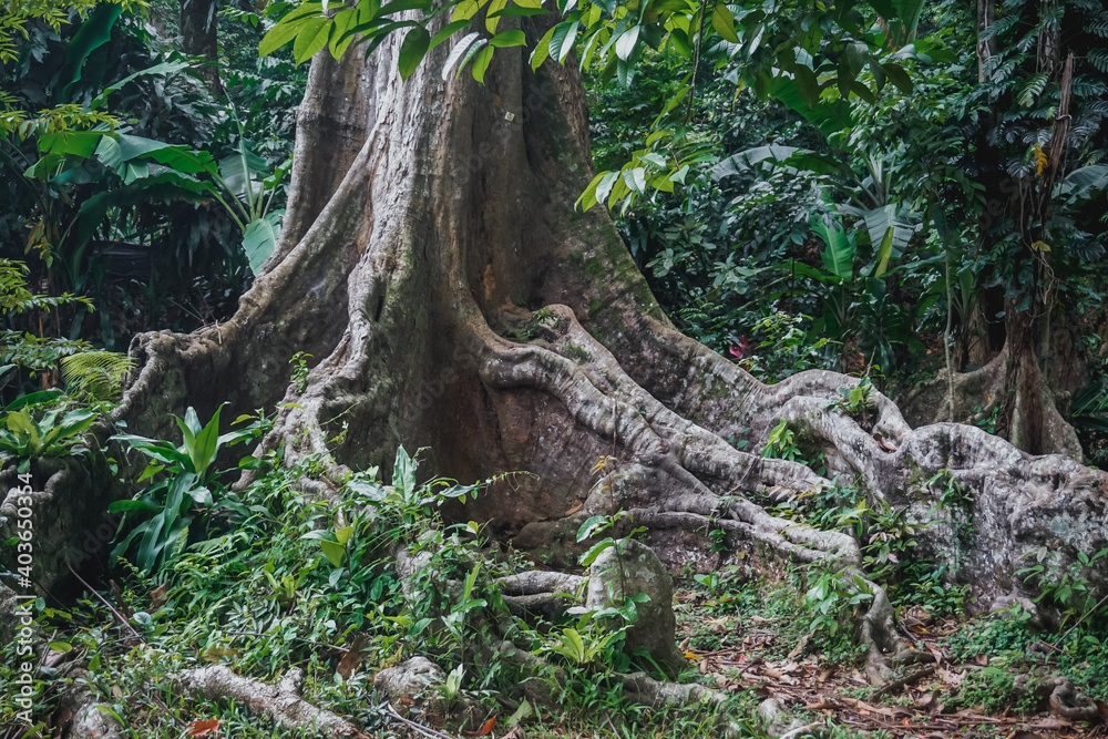 Buttress Roots in Bogor Botanical Garden