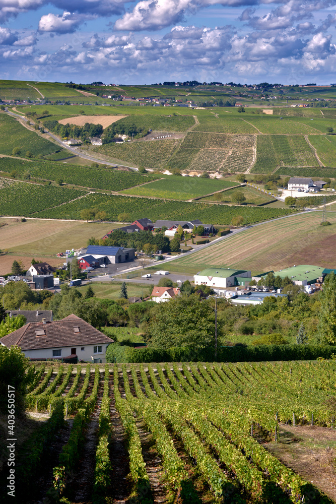 Vine near of Sancerre, commune and canton in the Cher department of central France overlooking the Loire River. It is noted for its wine