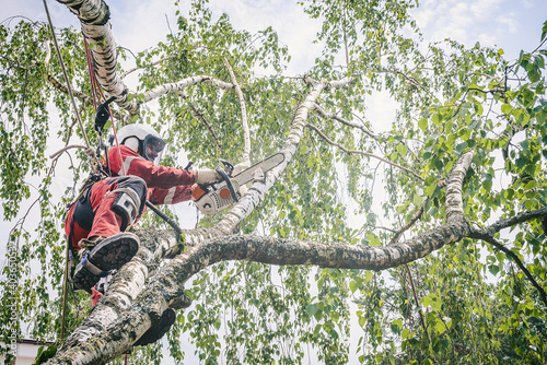 Arborist cuts branches on a tree with a chainsaw, suspended on a cable.