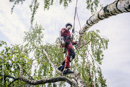 Arborist cuts branches on a tree with a chainsaw, walks on branches secured with safety ropes.