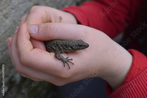 Common wall lizard (Podarcis sicula) held in hand photo
