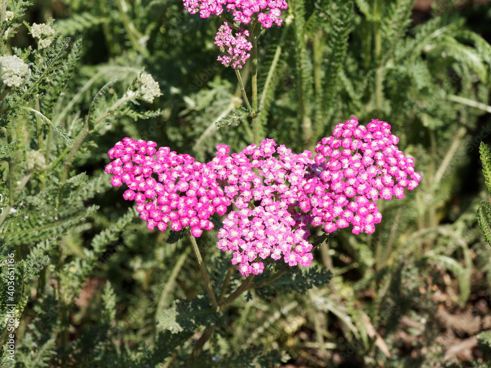 (Achillea millefolium) Achillée millefeuille ou Herbe aux charpentiers à fleurs roses et fleurons blanc en ombelles dans un feuillage fin, découpé, velu vert foncé (Achillea millefolium) Achillée millefeuille ou Herbe aux charpentiers à fleurs roses et fleurons blanc en ombelles dans un feuillage fin, découpé, velu vert foncé