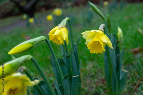 beautiful yellow daffodils (obviously planted) in Brussels photo